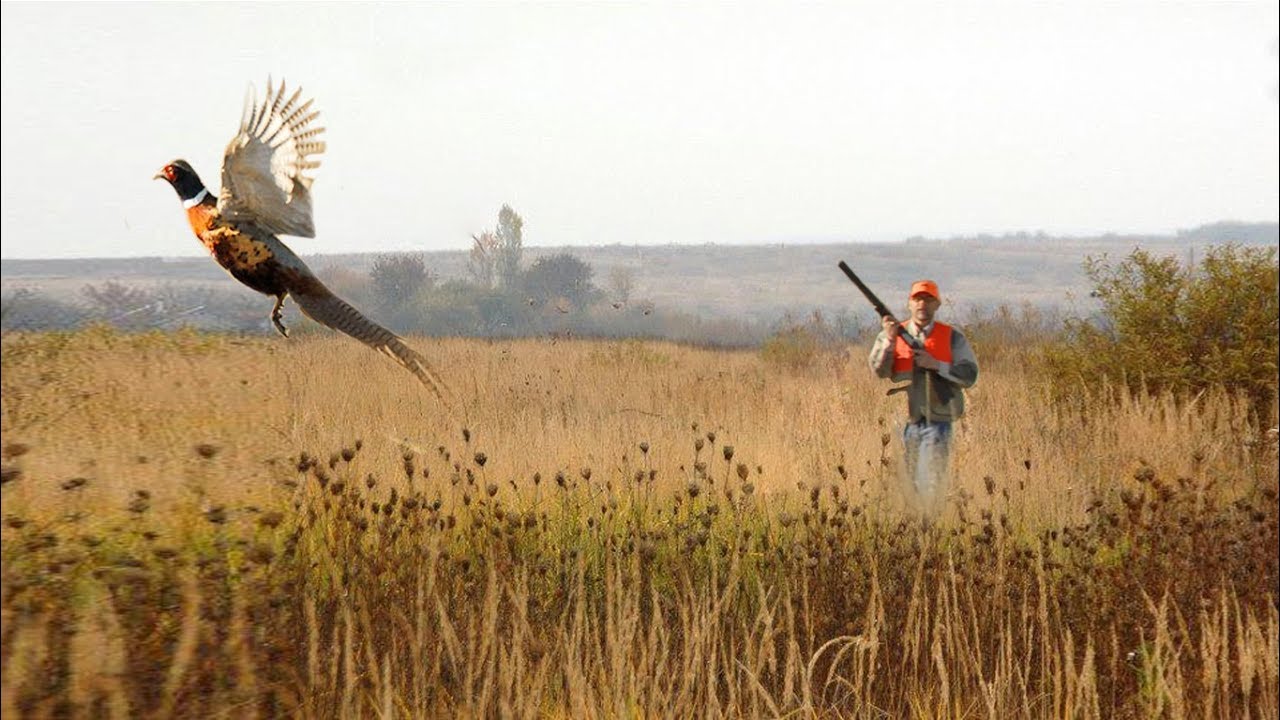 загонная охота на фазана тюнежское охотхозяйство